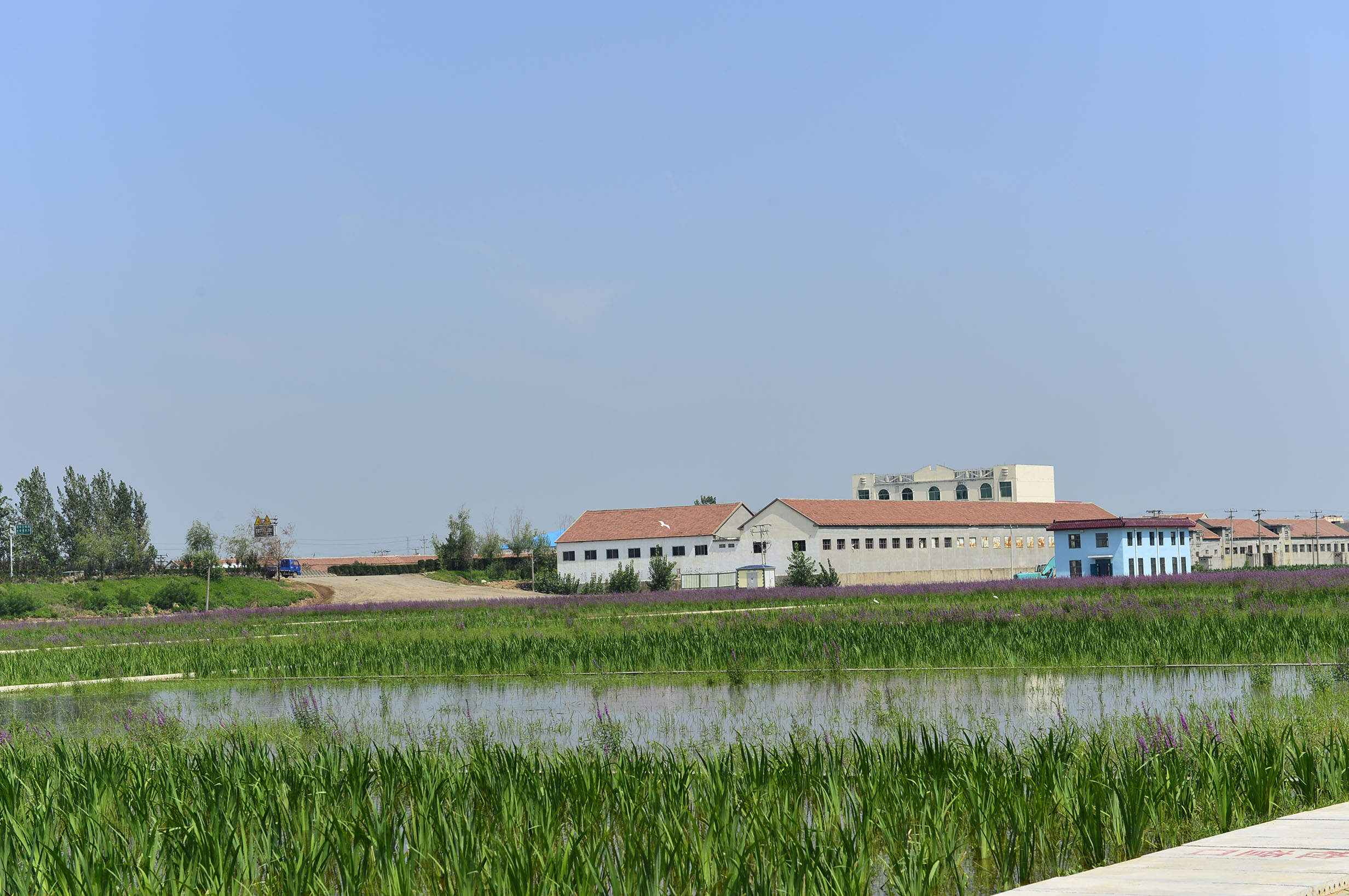  Proyek Pemurnian Air dari Lahan Basah Buatan di Daerah Aliran Sungai di Rizhao, Provinsi Shandong