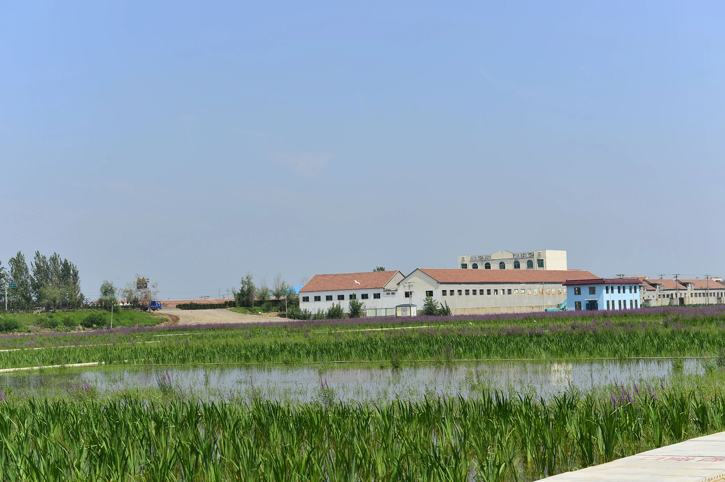 Proyek Pemurnian Air dari Lahan Basah Buatan di Daerah Aliran Sungai di Rizhao, Provinsi Shandong Proyek Pemurnian Air dari Lahan Basah Buatan di Daerah Aliran Sungai di Rizhao, Provinsi Shandong