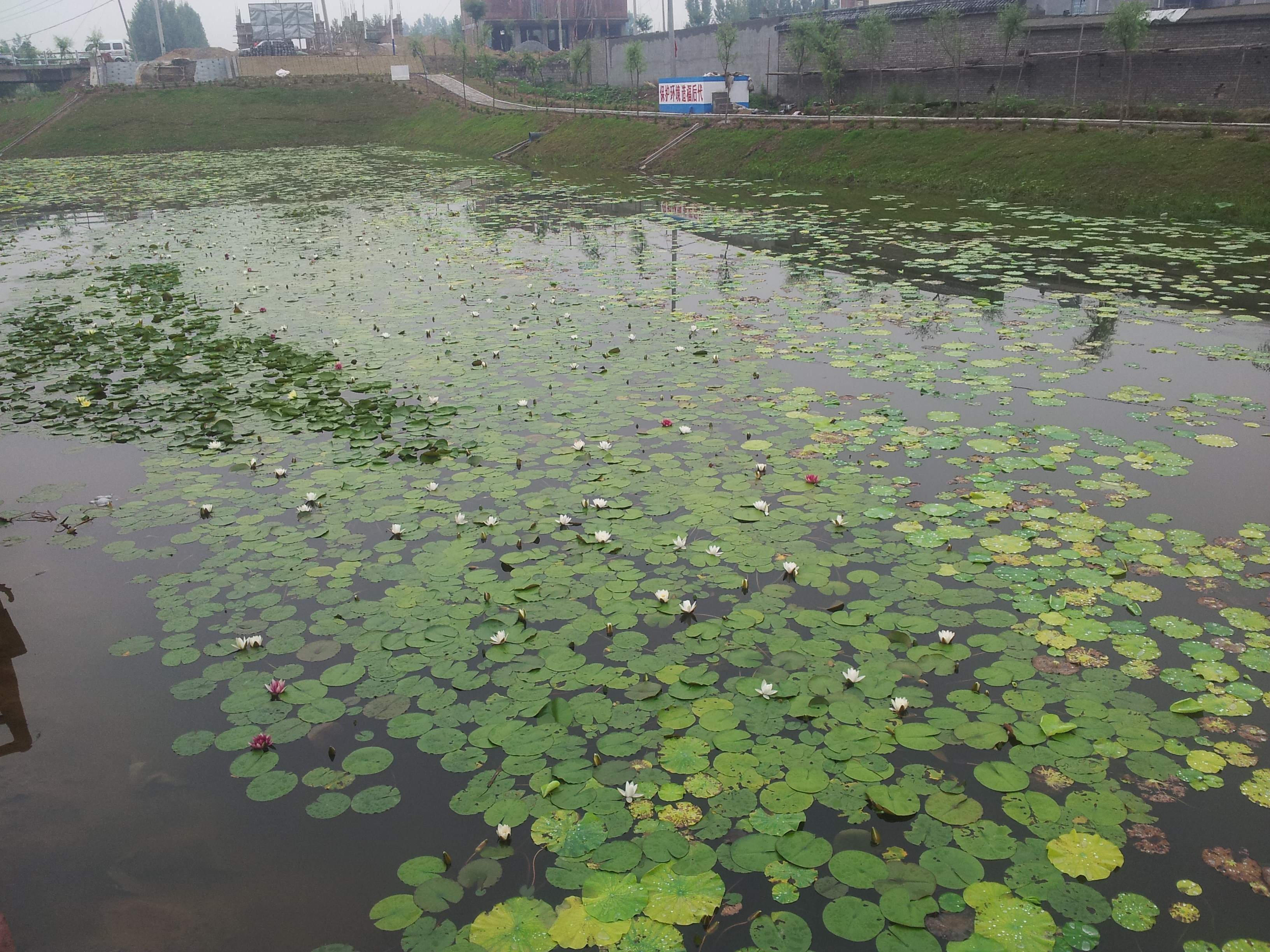 Proyek Pemurnian Lahan Basah Buatan Tanpa Tenaga Listrik Linyi, Shandong
