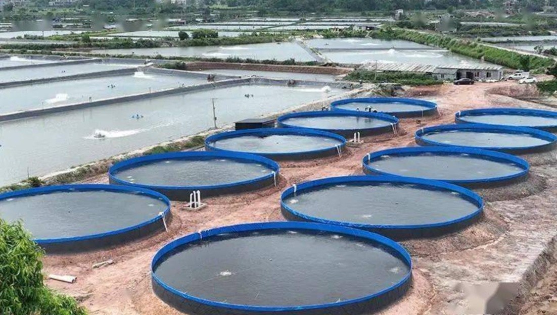 Application scenario 2 Ecological treatment of aquaculture effluent for pond engineering circulating water Application scenario 2 Ecological treatment of aquaculture effluent for pond engineering circulating water