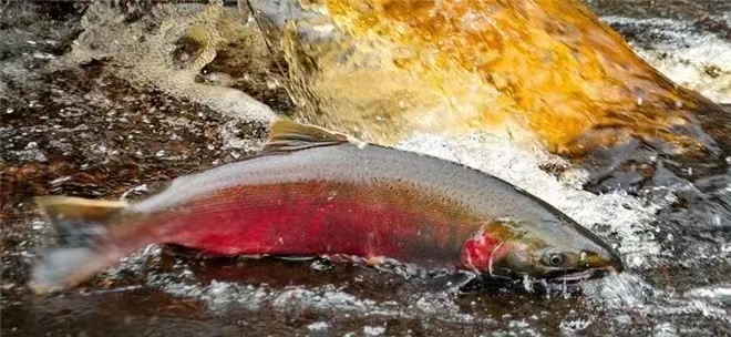 タイヤ大手が6PPDで訴えられる