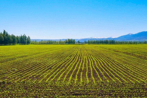 Did you choose the right fish protein fertilizer?