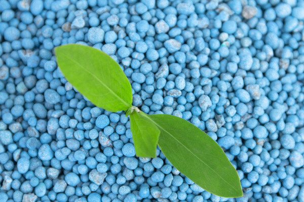 The five characteristics of seaweed fertilizer have excellent application effects on vegetables