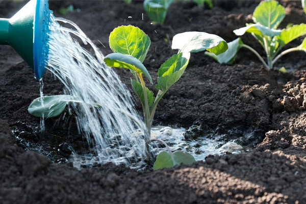 The role of polyphosphate potassium calcium magnesium The role of polyphosphate potassium calcium magnesium