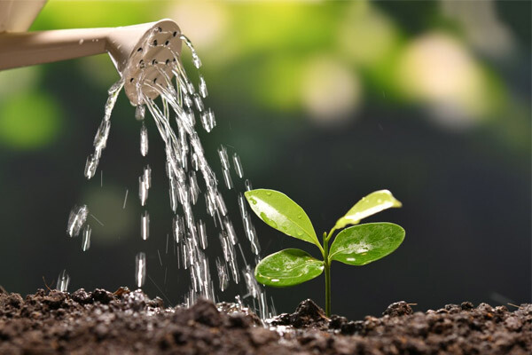 How to use water-soluble fertilizers correctly, master these methods and precautions How to use water-soluble fertilizers correctly, master these methods and precautions