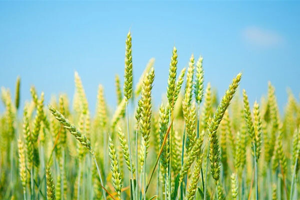 The difference between phosphates and polyphosphates The difference between phosphates and polyphosphates