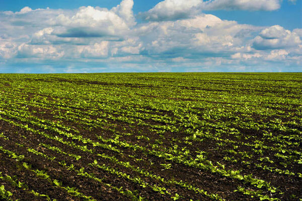 What fertilizers are fish protein and seaweed extract used in agricultural production, and which one is better? What fertilizers are fish protein and seaweed extract used in agricultural production, and which one is better?