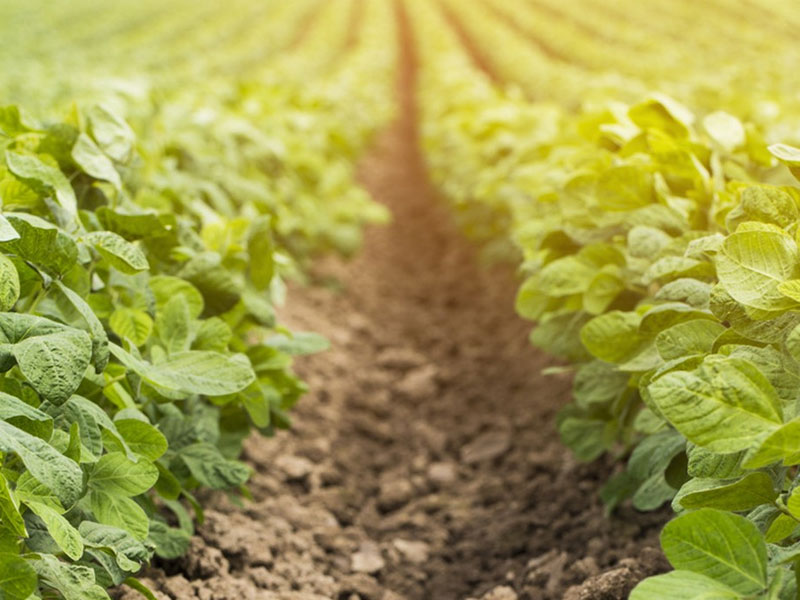 How to use water-soluble fertilizer with the best effect? How to distinguish high-quality water-soluble fertilizers?