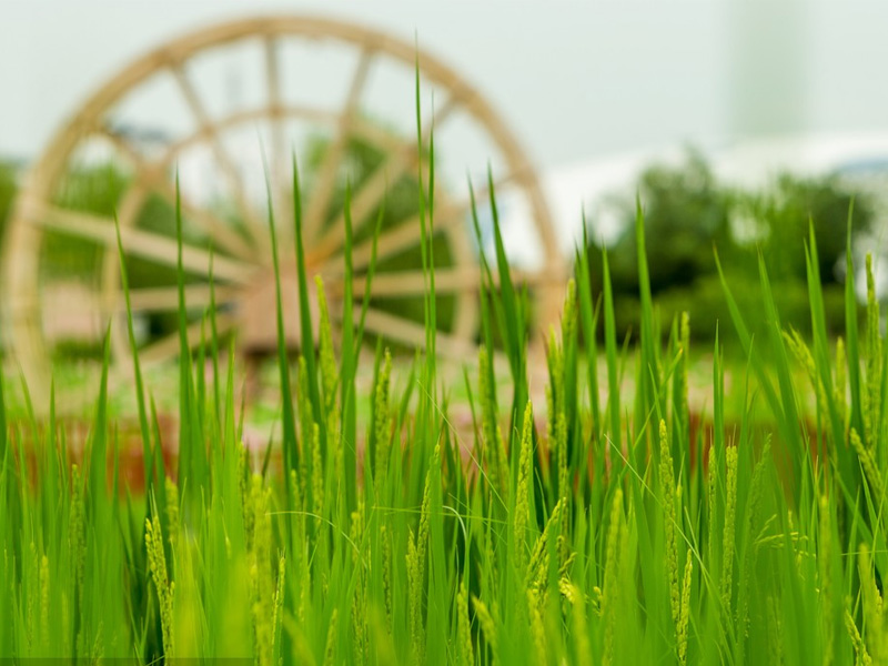 What are the benefits of light fish protein for crops?