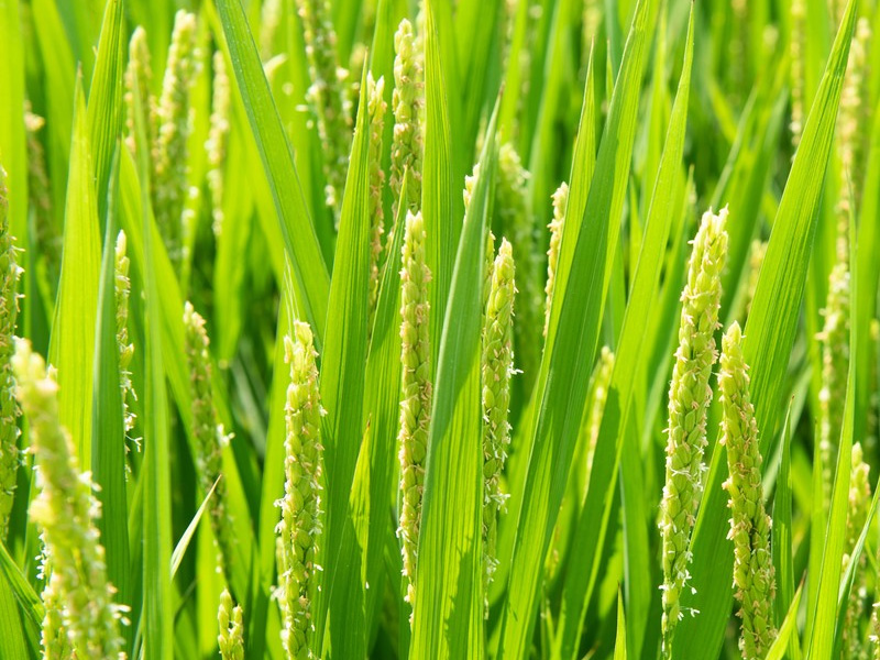 What is seaweed fertilizer? Have you ever understood it?