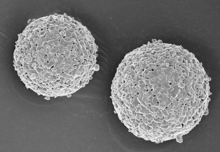 Thermal Spray Coating Powder Successful on Application.jpg