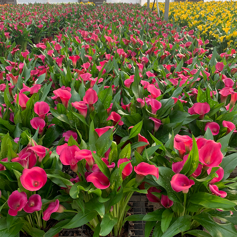 Colored calla lilies