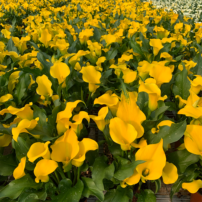 Colored calla lilies
