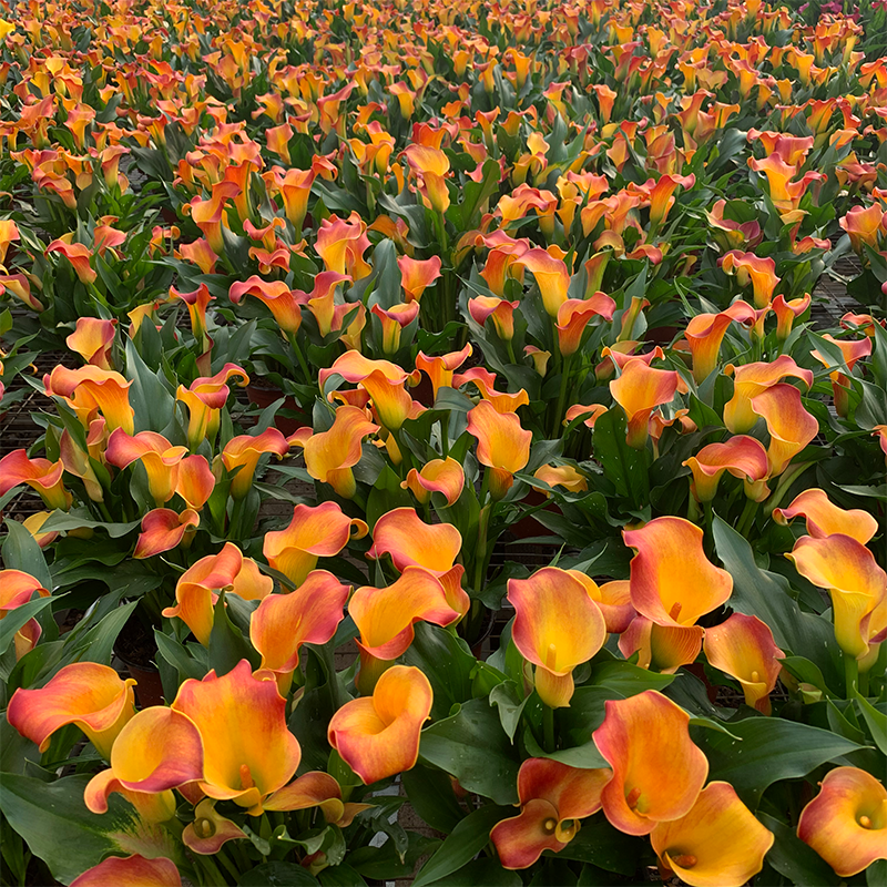 Colored calla lilies Colored calla lilies