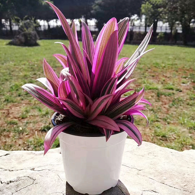 Colored calla lilies Colored calla lilies