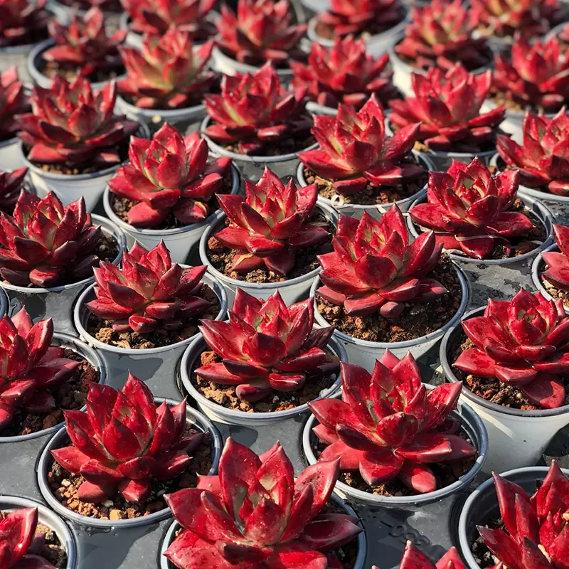 Succulent Plants