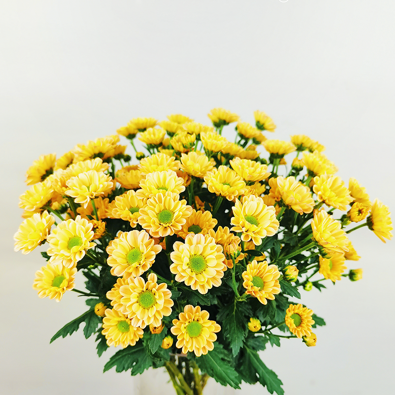 Love Penelope (small flower, single petal)