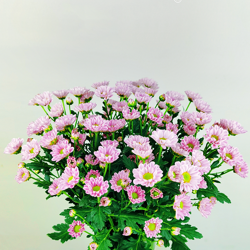 Pink of Love (small flower, single petal)