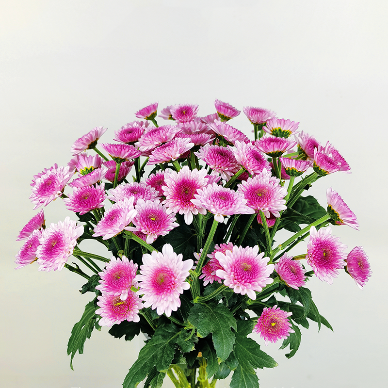 Bruno (medium flower, heavy petal)