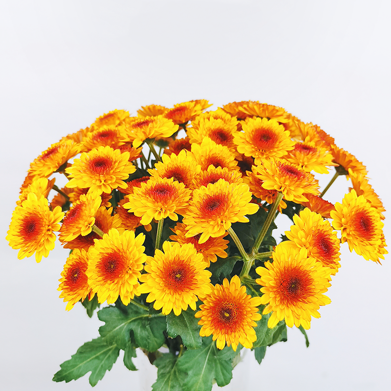 Bruno Yellow (medium flower, heavy petal)