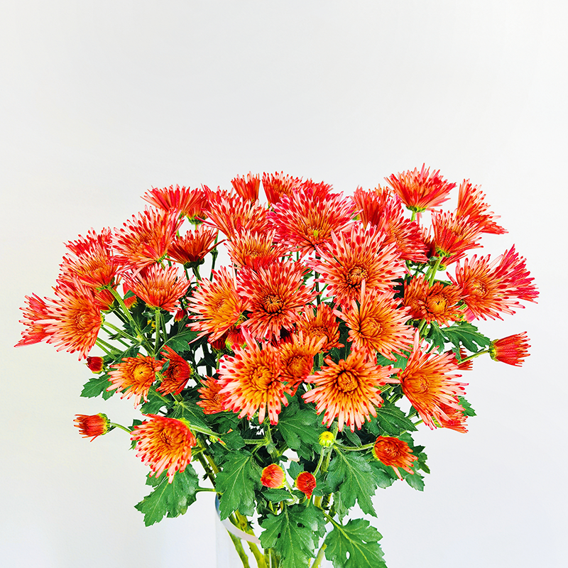 Strawberry Candy (large flowers, heavy)