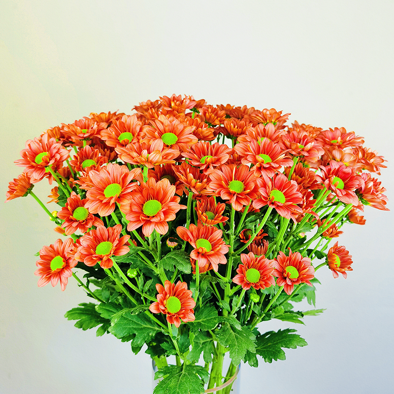 Maple Impression (large flowers, single petal)