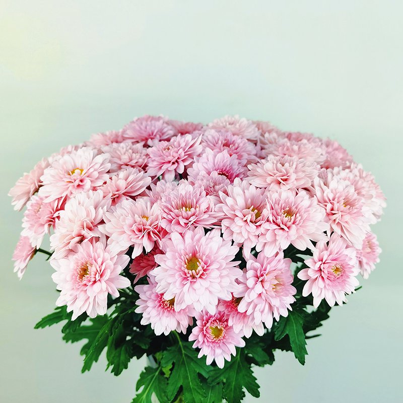 Seoul (medium flower, heavy petal)