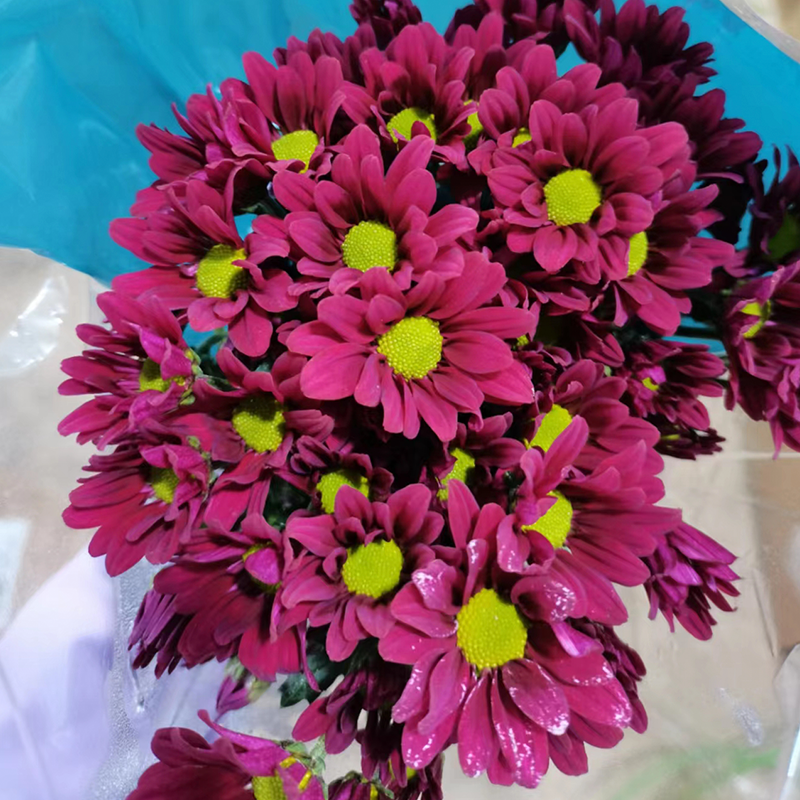 Han Gong Yan (large flowers, single petal)