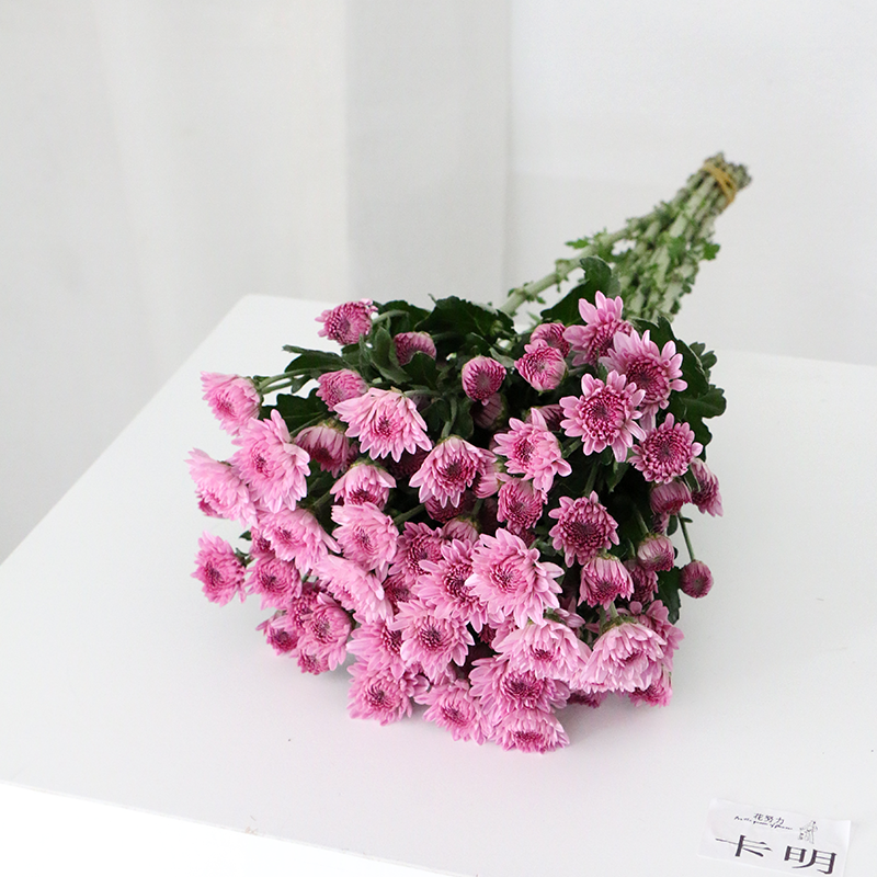 Carmine (medium flower, heavy petal)