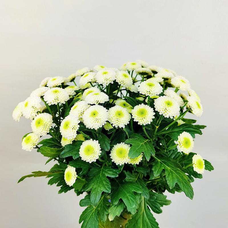 Cologne (small flower, heavy petal)