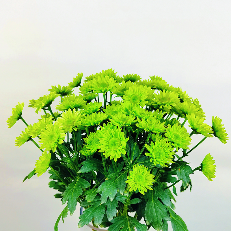 Green Elf (large flower, single petal)