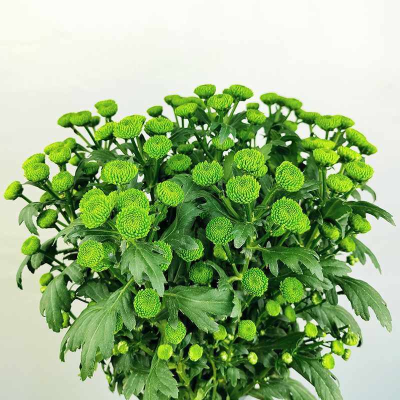 Green Forest (small flower, heavy petal)