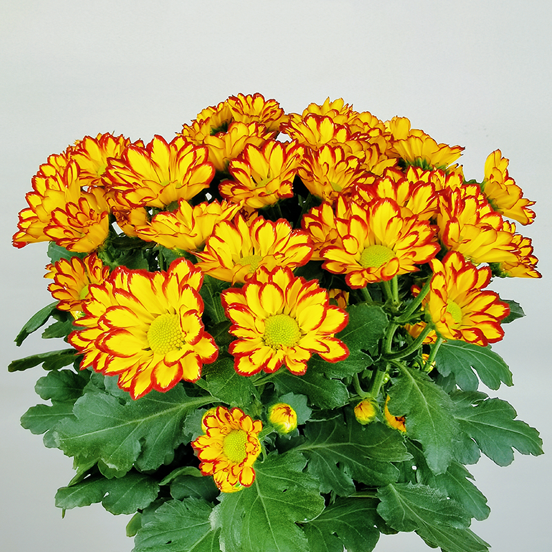 Roman Holiday (large flower, single petal)