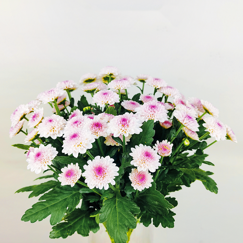 Matisse (small flower, heavy petal)