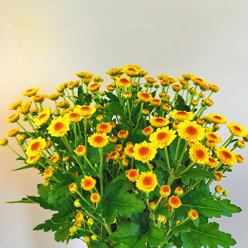 Nannon Little Venus (small flower, single petal) Nannon Little Venus (small flower, single petal)