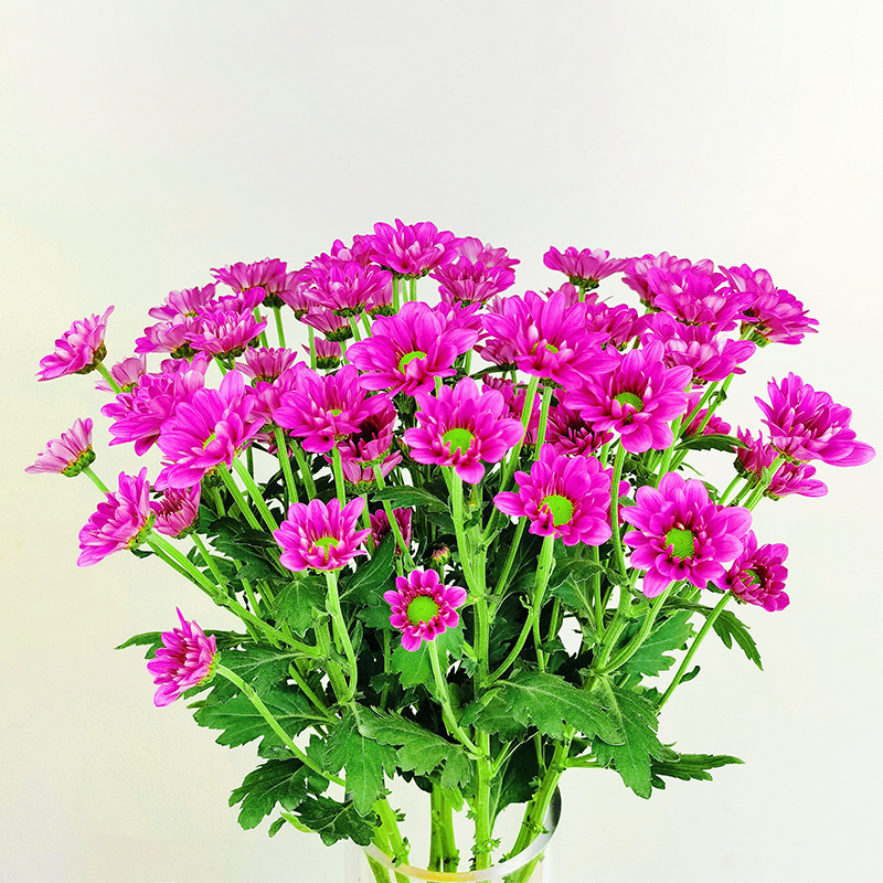 Tarsus (medium flower, single petal)