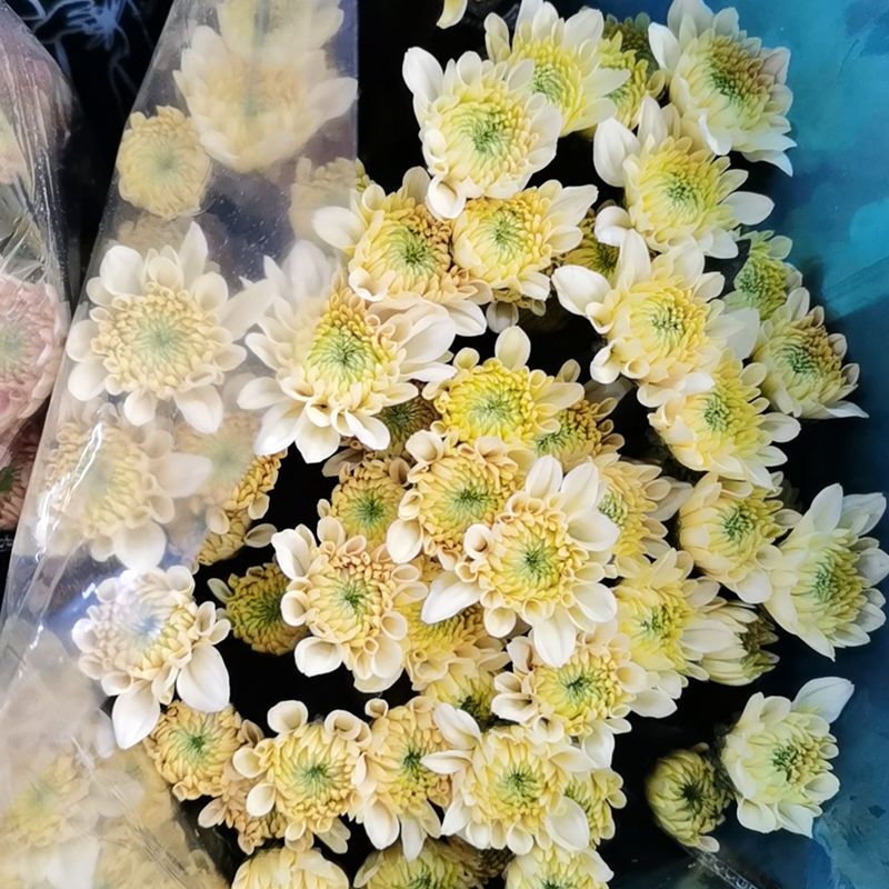 Champagne (medium flower, heavy petal)