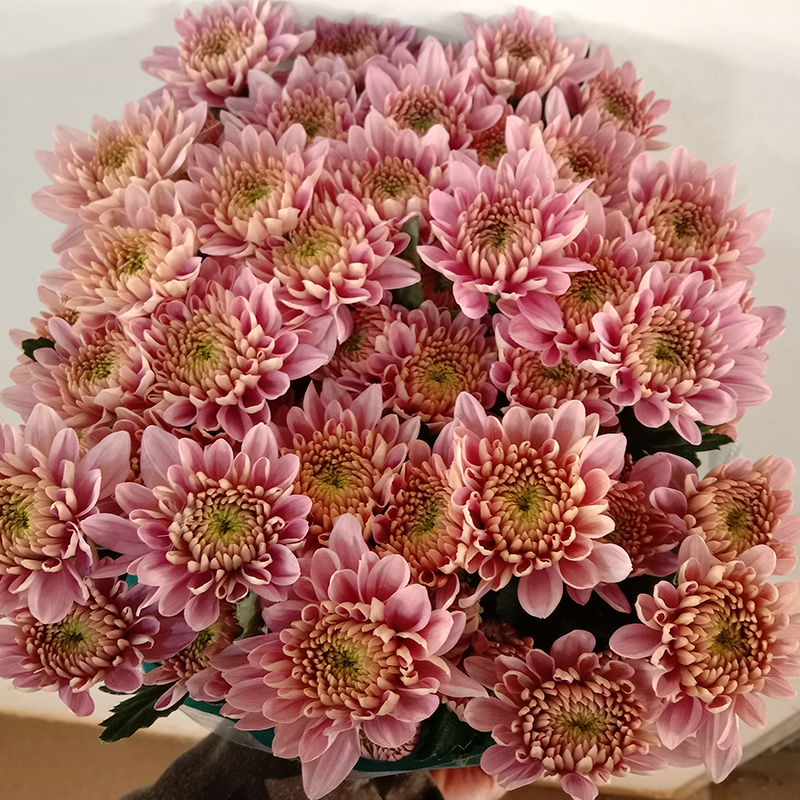 Champagne Pink (medium flowers, heavy petals)