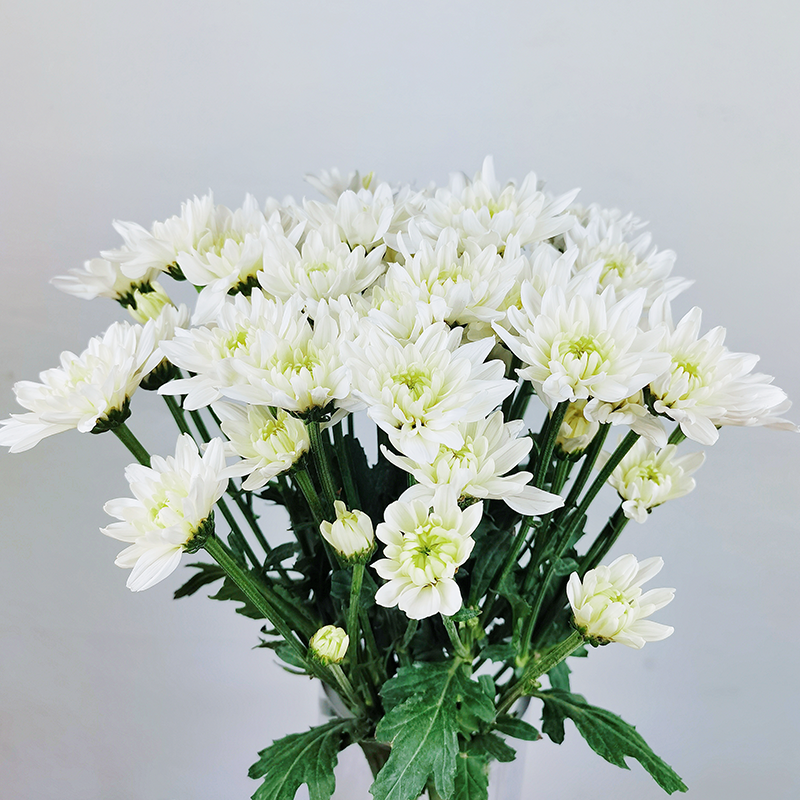 Little Iceland (large flowers, heavy petals) Little Iceland (large flowers, heavy petals)