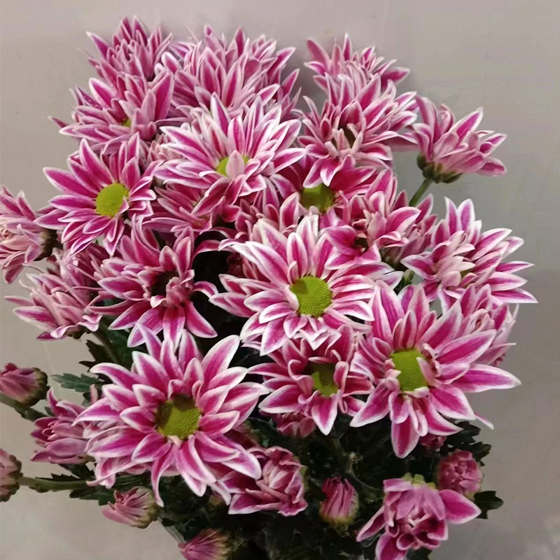 Jade Butterfly (large flowers, single petal)