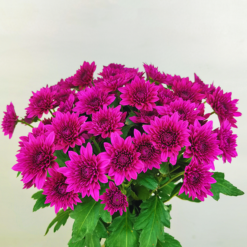 Purple Dante (large flowers, heavy)