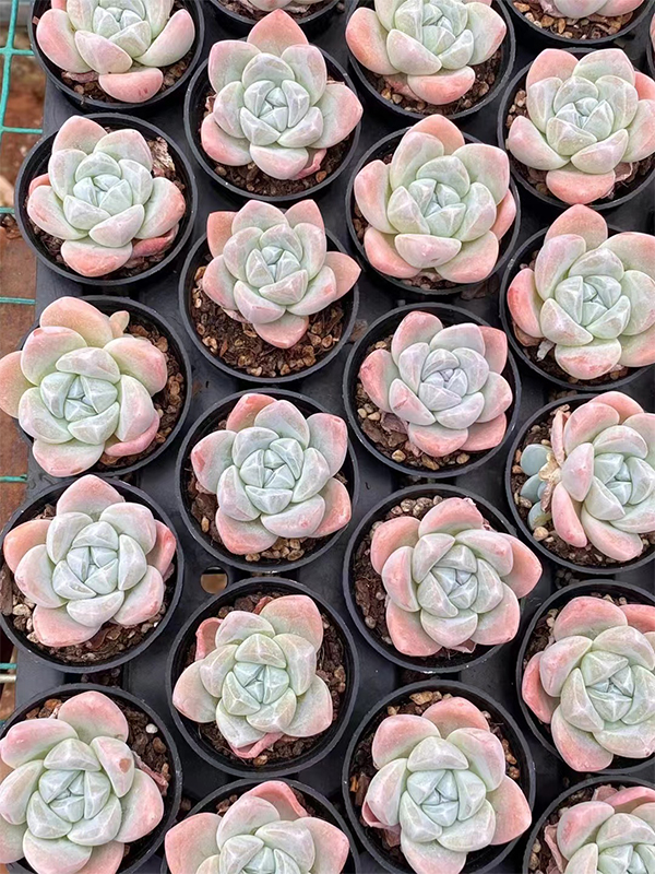 Echeveria Ice Green