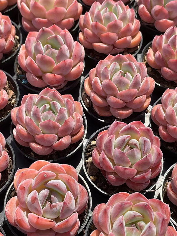 Echeveria Strawberry and Almond