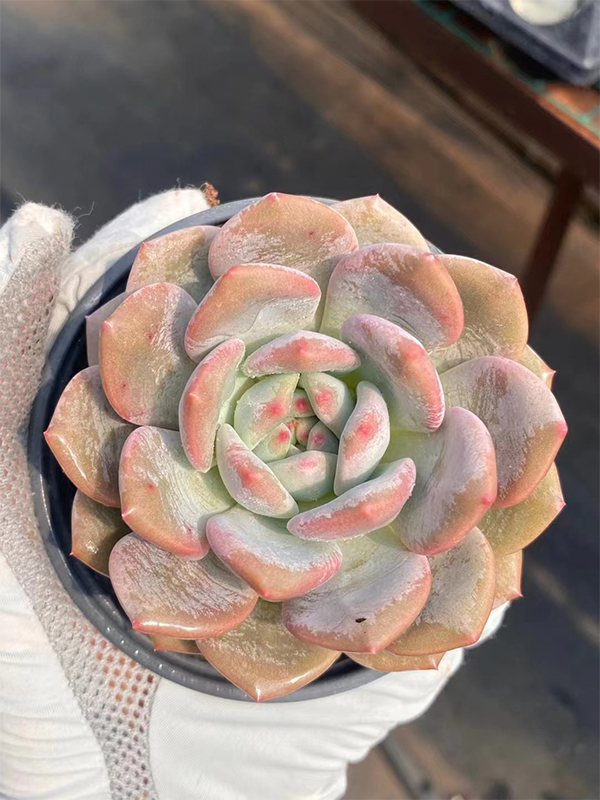 Echeveria Ariel