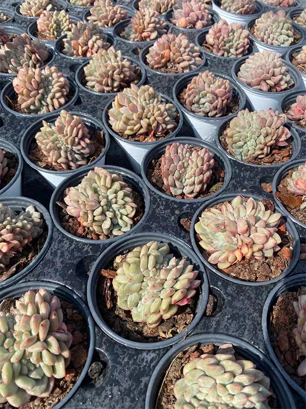 Echeveria Ariel Cristata