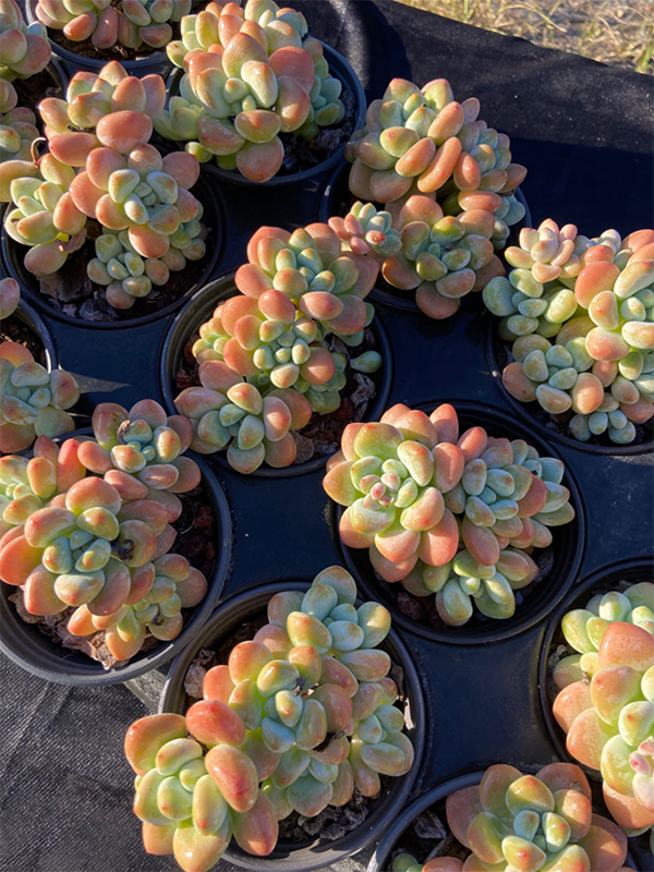 xGraptosedum Luoshen