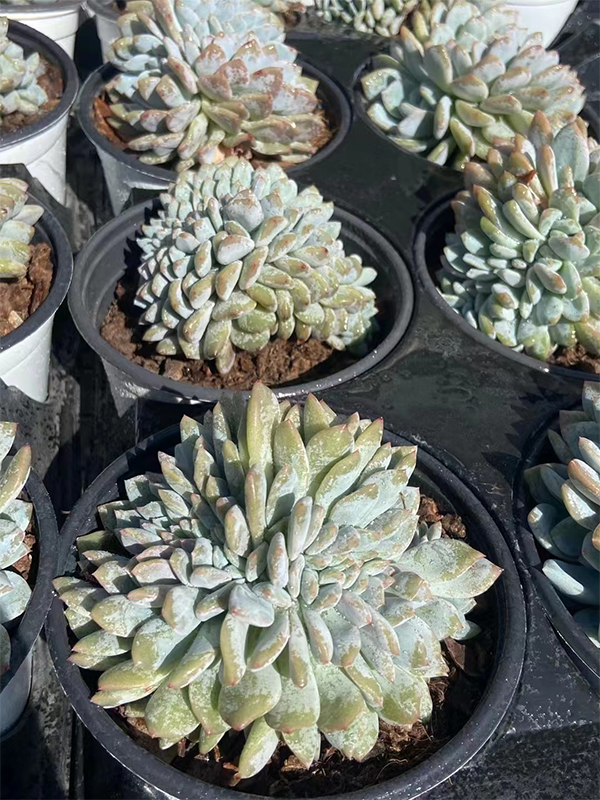 Echeveria Monroe Cristata