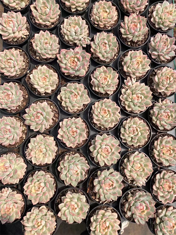 Echeveria Mebina var.