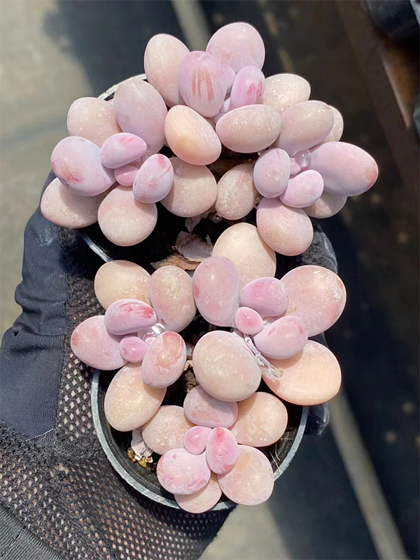 Graptopetalum Amethystinum