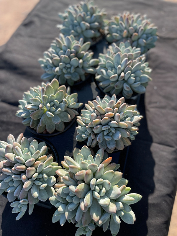 Pachyphtum cv Frevel